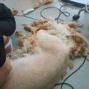 통영반려견 셀프목욕탕 이미지