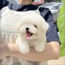더 반려 강아지분양 고양이분양 잠실본점 네이버블로그