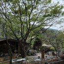 빛의 정원 - 20 | 대구 팔공산 카페ㅣ초록빛 가득한 숲속 정원 카페 「시크릿가든」 방문후기