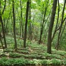 강림면351 이미지