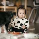 비보루즈 이미지