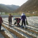 달고.고소하며.시원한 맛있는 절임 배추 소개 합니다. 이미지