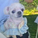 봉황대공원(도로안내판2) | 인천대공원 근처 애견동반 카페 빌리 갔다옴. 인천 대형카페, 울집 개(말티즈, 3kg) 짱신남 (메뉴, 주차...