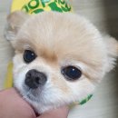 귀엽개귀엽냥 이미지