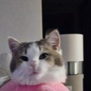 라온동물의료센터 이미지