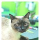 마루네 애견사랑 이미지