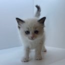 도그마루 동물병원 이미지