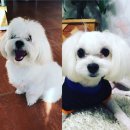울집 막내! 이발 했어요[스타멍스 대구점]