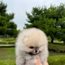 디디에퍼피 이미지