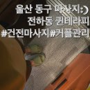 울산 동구 마사지 잘하는곳 전하동 퀸테라피 솔직후기!