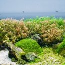 숲 바다 이미지