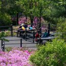 철쭉동산 이미지