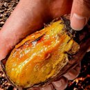 꿀밤농장 | 해남 호박고구마와 꿀고구마 맛집 택배주문링크공유 및 조리방법과 가격 크기 비교