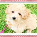 푸숑푸숑 이미지