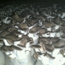 호산농장 이미지