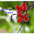 [영상 음악] 자클린의 눈물 (Les Larmes de Jacqueline)/오펜바흐 (Offenbach) &amp; photo by 모모수계 이미지