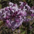 수수꽃다리 이미지