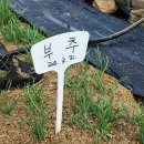 명이농장2 | 명이나물 키우기 시작 주말농장에 산마늘 모종 심기