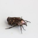 지리산 굼벵이 이미지