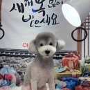 아리스타펫 | 불당동애견미용 반려동물 여유롭게 변신하는 천안 아리스타펫 살롱