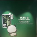 판다나라 | [봄나들이] 환상의 나라 에버랜드 아기판다들 후기
