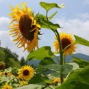 해바라기가맥 이미지