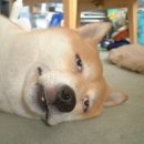 몽브