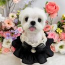 멍구르르 이미지