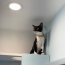 장화신은 고양이호텔&미용실 이미지