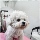 미소애견샵 이미지