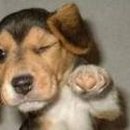 이쁜강아지 이미지