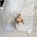 강아지분양 애견입양 아이러브독 포항점 | 강아지분양 애견입양 아이러브독 광주점, 믿고 맡길 수 있는 건강한 강아지 찾기