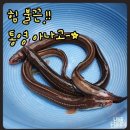 힘쎈아나고