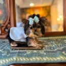 프리미엄 켄넬 이미지