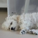 마스터독 MASTER DOG | 강아지 산책 교육 트레이닝, 영천 러닝독 트레이닝 방문 후기