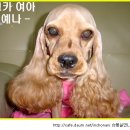 코카 이미지