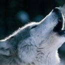 늑대PC방 이미지