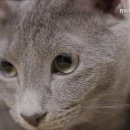 뷰티펫동물병원 이미지