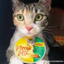 핑크펫샵 이미지