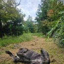 애니카랜드 양주점 이미지