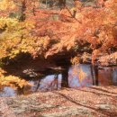 플로라펜션 이미지