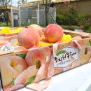 주식회사 플래쉬댄스 | 2024 세종 조치원 복숭아축제 일정 및 주차 정보 알고가세요~