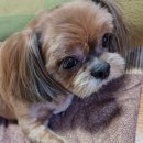 쁘니애견 이미지