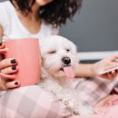 꿀강아지 이미지