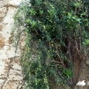 푸실농장 이미지