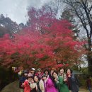 강원도 오대산 전나무숲에서 걸었어요. 🤼‍♂️👟🍁🤼‍♂️🍂 이미지