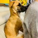 오르치그로치 이미지