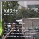 잠실리뽕나무 이미지