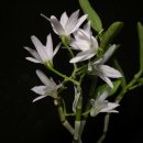 피기피기 이미지