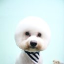 프란다스애견 이미지